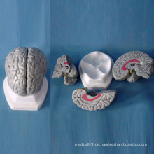Medizinisches menschliches Gehirn Anatomisches Modell für die Lehre (R050103)